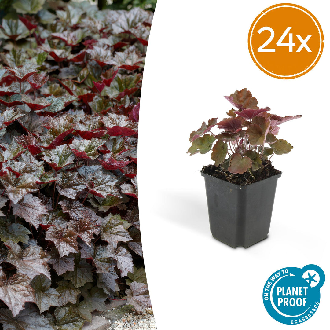 24x Heuchera Palace Purple - Dark Purple Foliage - 10-25cm - 9cm Pots