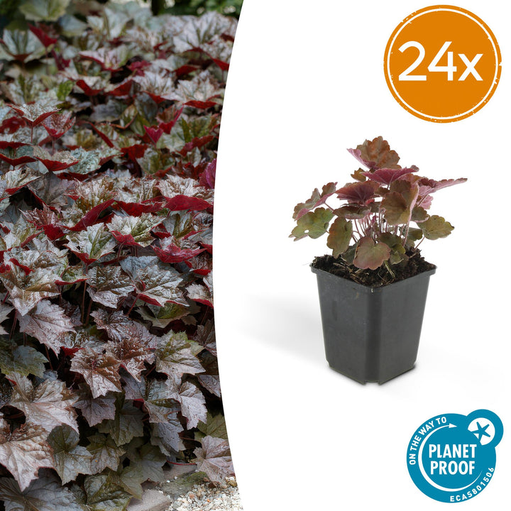 24x Heuchera Palace Purple - Dark Purple Foliage - 10-25cm - 9cm Pots