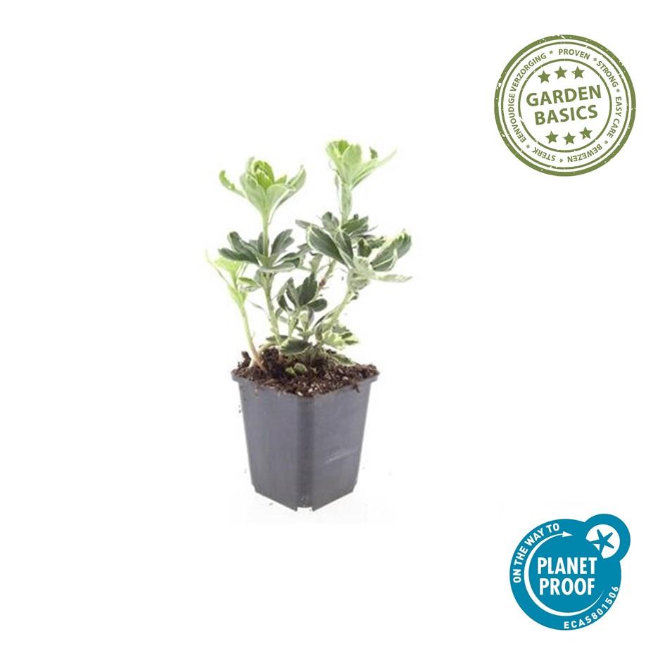 24x Pachysandra Variegata - Evergreen Variegated Ground Cover 10-25cm