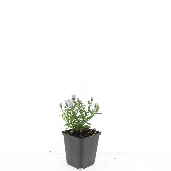 24x Aster 'Prof. Anton Kippenberg' Purple Fall Blooming - Ø9cm Pots