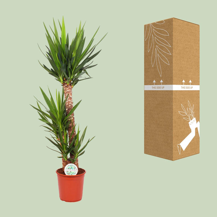 Yucca Elephantipes 125cm Tall – Spineless Yucca Ø24cm Pot