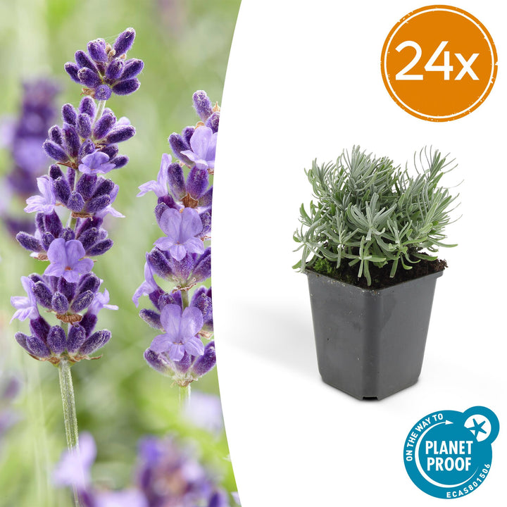 24x Lavandula Hidcote Lavender Plants - 10-25cm Height - 9cm Pot