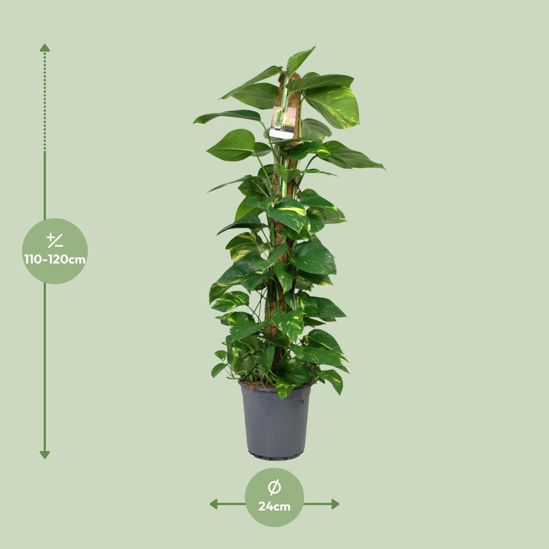 Green Scindapsus trailing plant in 24cm pot, 120cm long, easy care houseplant by Everspring