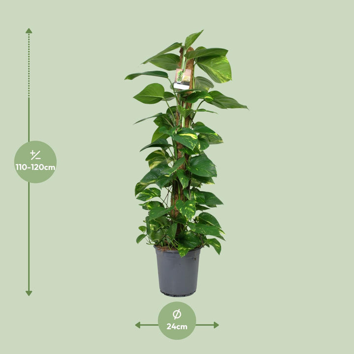 Green Scindapsus trailing plant in 24cm pot, 120cm long, easy care houseplant by Everspring