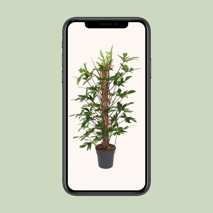 Philodendron Pedatum indoor plant with oak leaf-shaped green foliage, 120cm tall, by Everspring.