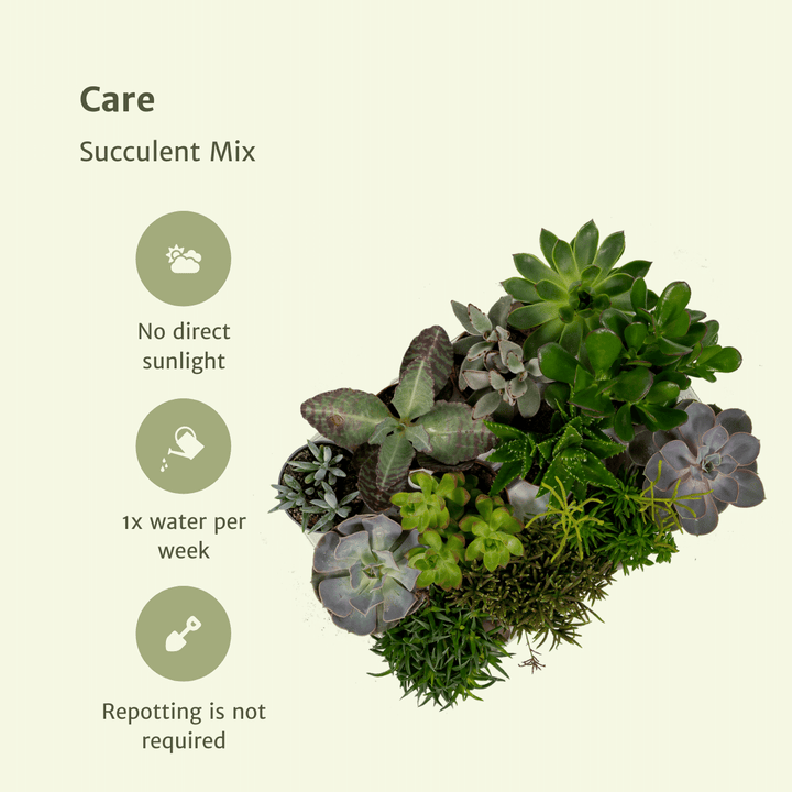 Succulenten Mix - 18 stuks - 10 cm - Ø8,5 - 18