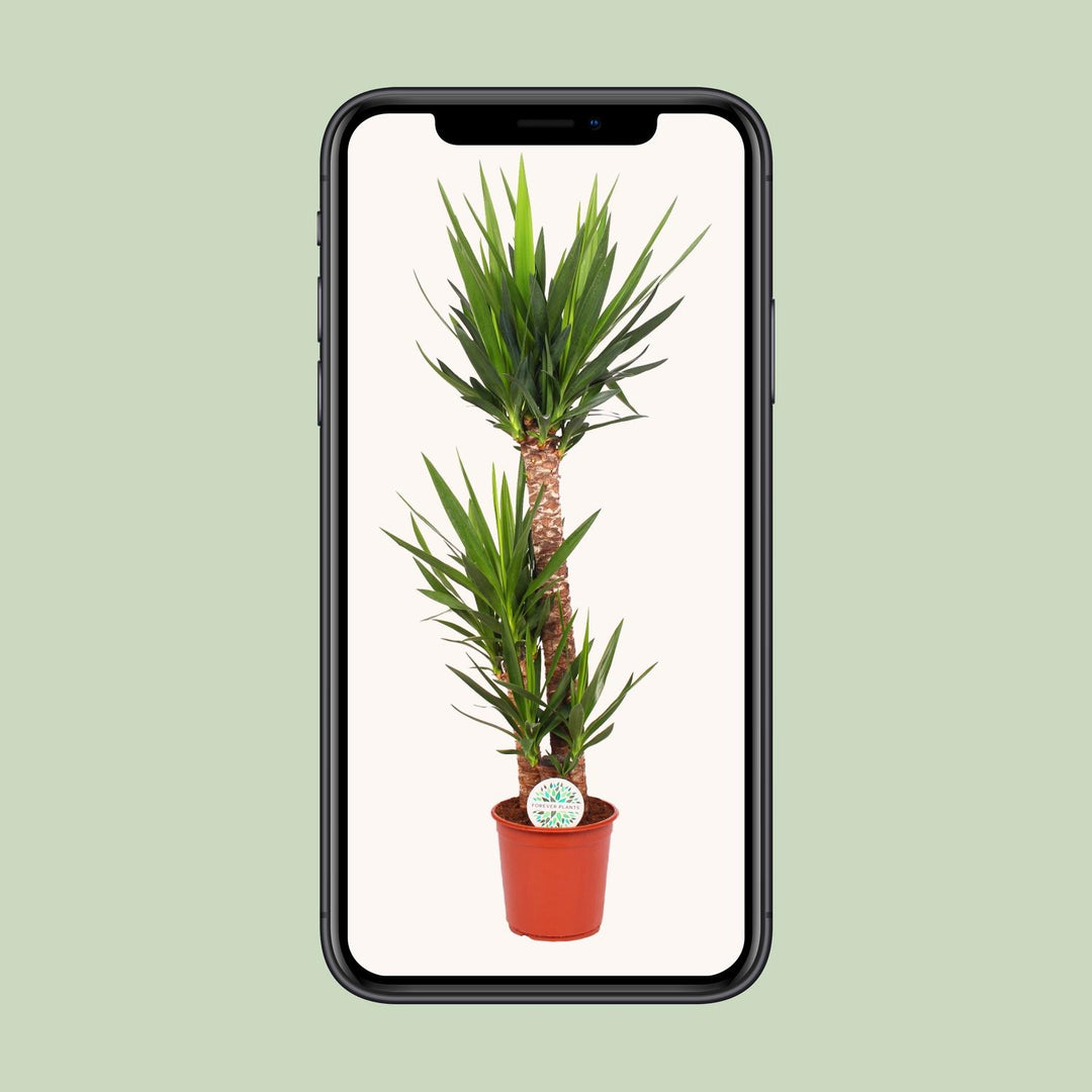 Yucca Elephantipes 125cm Tall – Spineless Yucca Ø24cm Pot