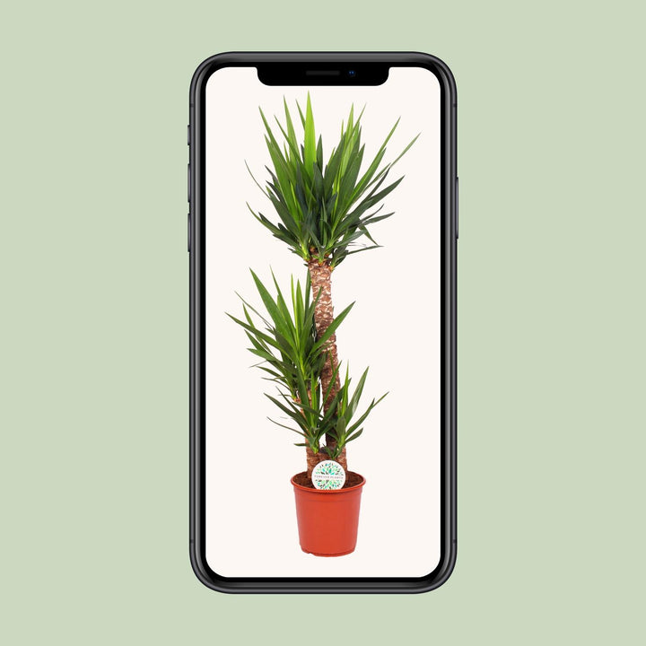 Yucca Elephantipes 125cm Tall – Spineless Yucca Ø24cm Pot