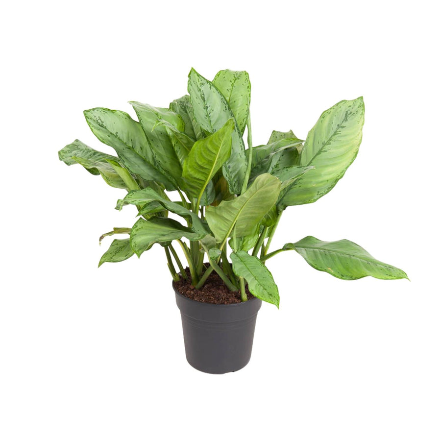 70cm Aglaonema Chinese Evergreen plant in 24cm pot, lush green leaves, ideal for low light indoor spaces by Everspring.