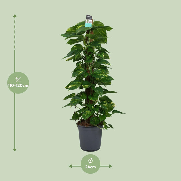 Green Scindapsus Pothos trailing plant in a 24cm diameter pot, 120cm long vines, by Everspring