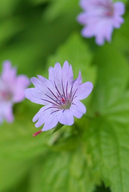 24x Geranium nodosum Purple - Hardy Ground Cover - 10-25cm