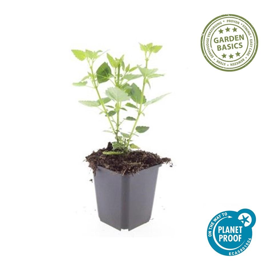 24x Agastache Blue Fortune Plants - Lavender-Blue Perennial - Ø9cm Pots