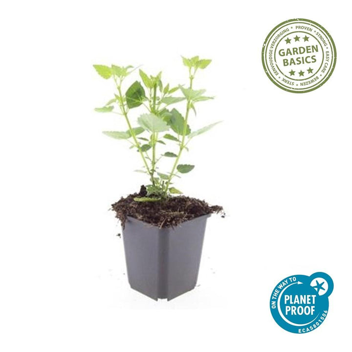 24x Agastache Blue Fortune Plants - Lavender-Blue Perennial - Ø9cm Pots