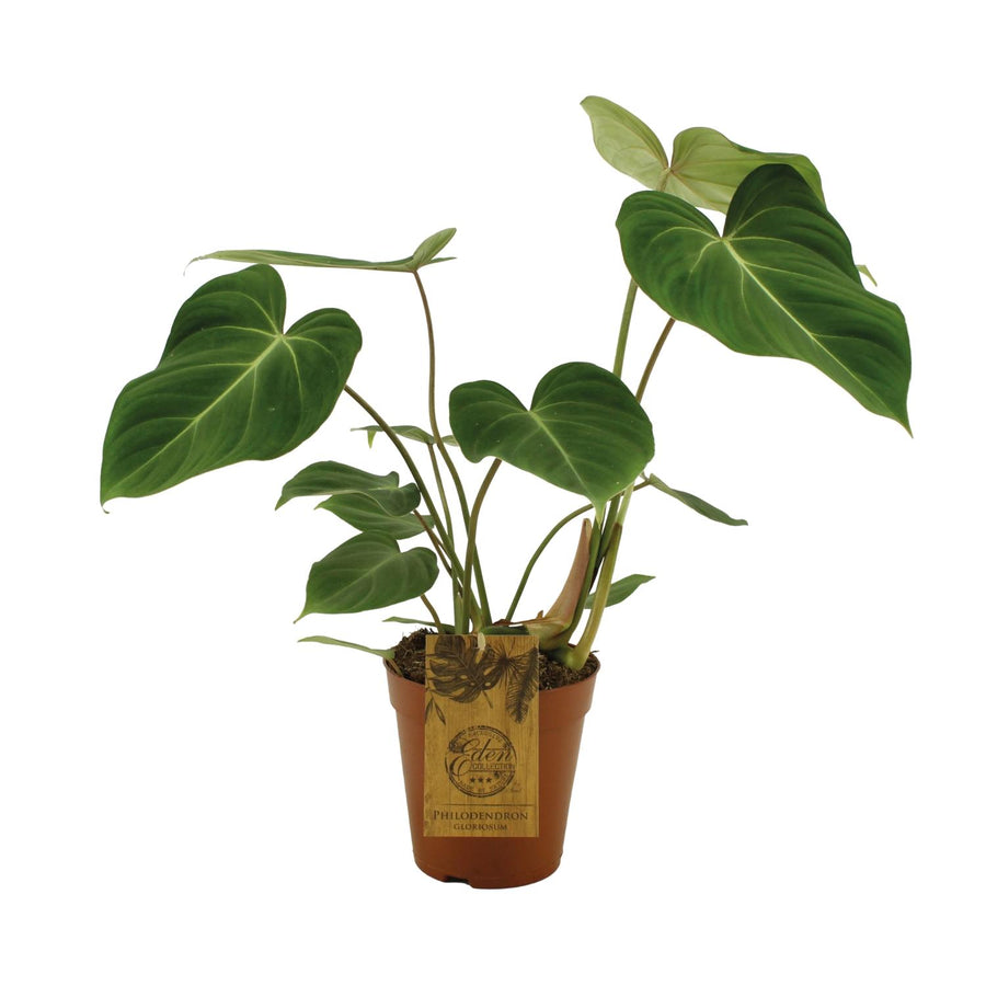 Philodendron Gloriosum indoor plant with lush velvet heart-shaped green leaves by Everspring