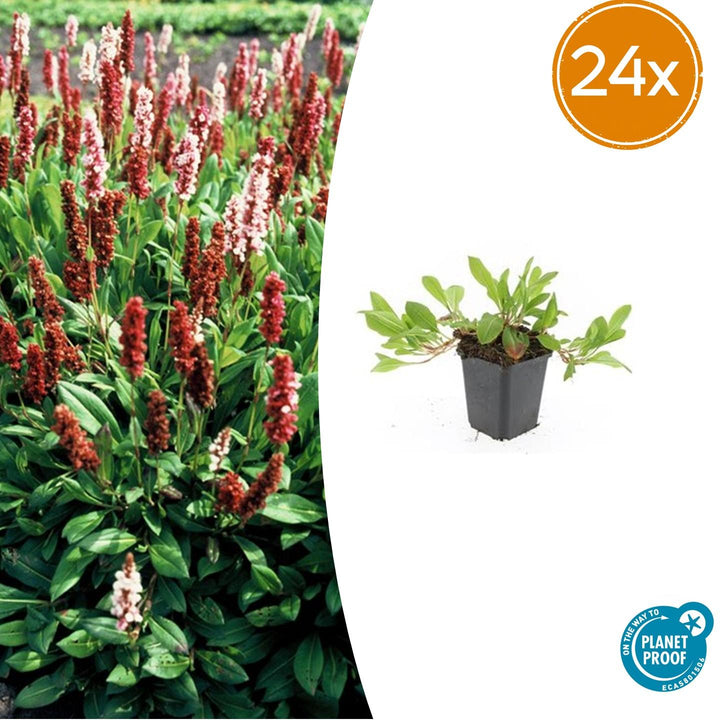 24x Persicaria 'Darjeeling Red' - Vibrant Red Foliage - 10-25cm