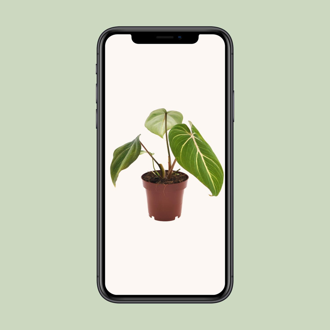 Philodendron Gloriosum in a 12cm pot with velvety heart-shaped green leaves, 25cm tall, by Everspring.