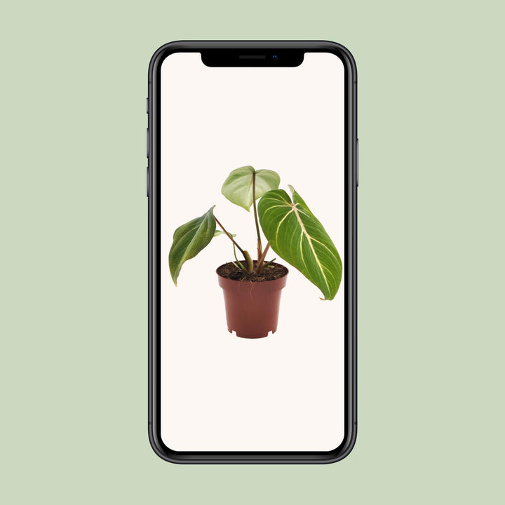 Philodendron Gloriosum in a 12cm pot with velvety heart-shaped green leaves, 25cm tall, by Everspring.