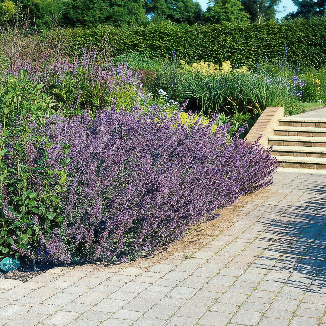 24x Nepeta Six Hills Giant - Lilac-Blue Catmint Plants - 9cm Pots