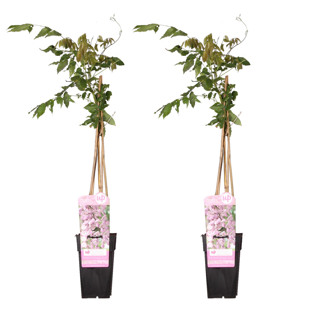 Two 65cm pink Japanese Wisteria plants by Everspring with cascading flowers, ideal for climbing and fast growth.