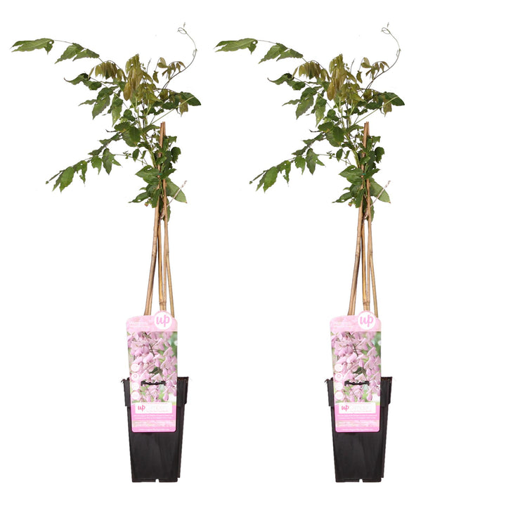 Two 65cm pink Japanese Wisteria plants by Everspring with cascading flowers, ideal for climbing and fast growth.
