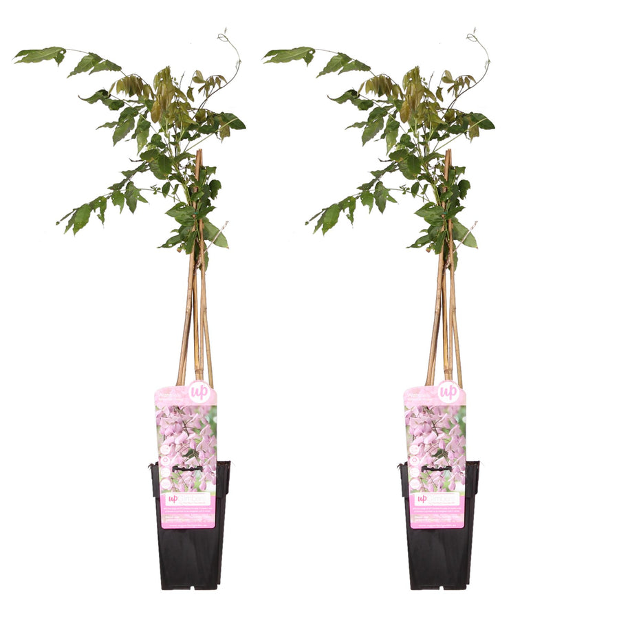 Two 65cm pink Japanese Wisteria plants by Everspring with cascading flowers, ideal for climbing and fast growth.