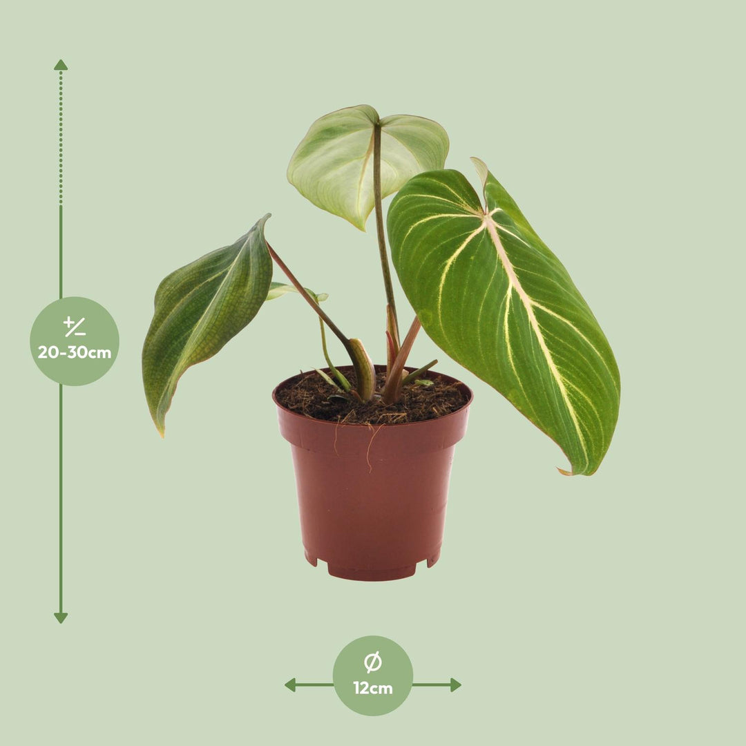 Philodendron Gloriosum with velvety heart-shaped leaves in a 12cm pot, 25cm height, by Everspring.
