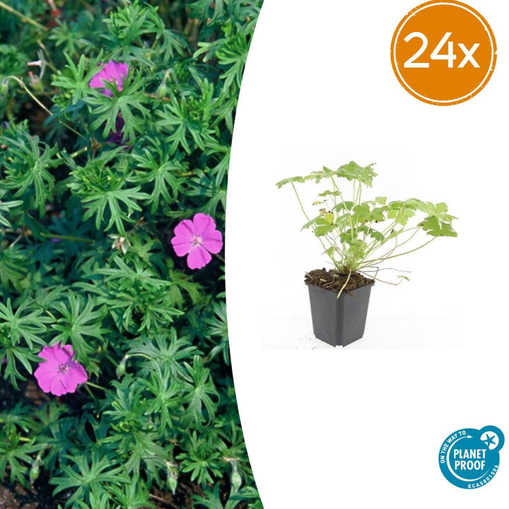 24x Compact Geranium 'Tiny Monster' Deep Blue Flowers 9cm Pots