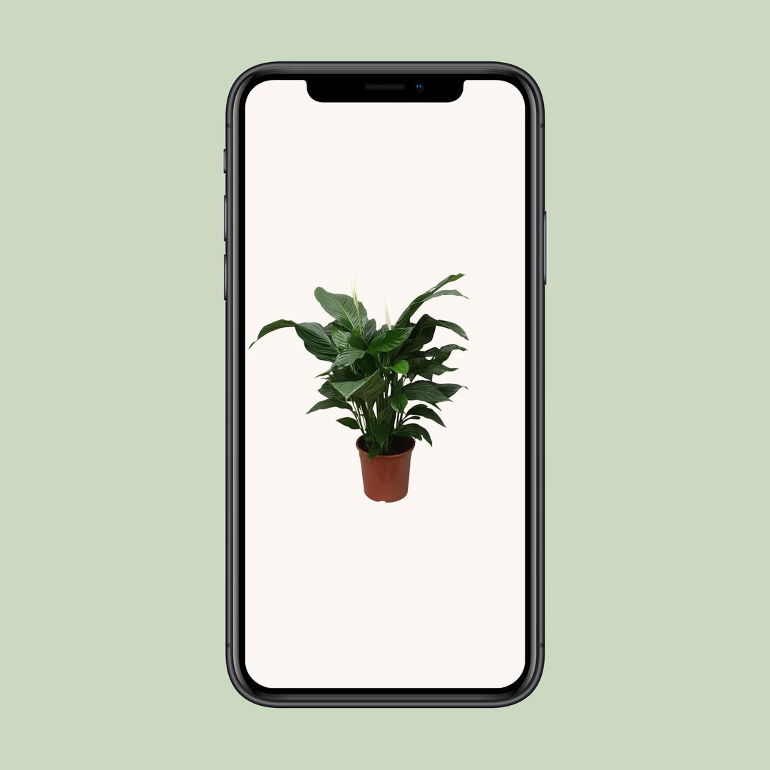 Spathiphyllum 'Sweet Silvana' Blanco (Peace Lily) |Air-Purifying & Serene!