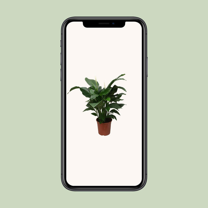 Spathiphyllum 'Sweet Silvana' Blanco (Peace Lily) |Air-Purifying & Serene!