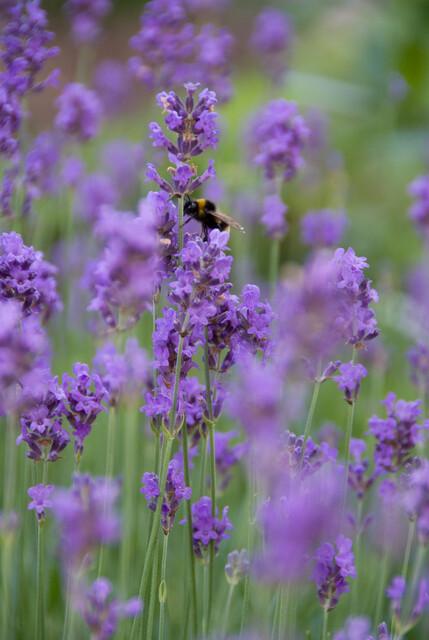 40x Lavandula 'Munstead' Lavender Plants - Compact Purple 10-25cm