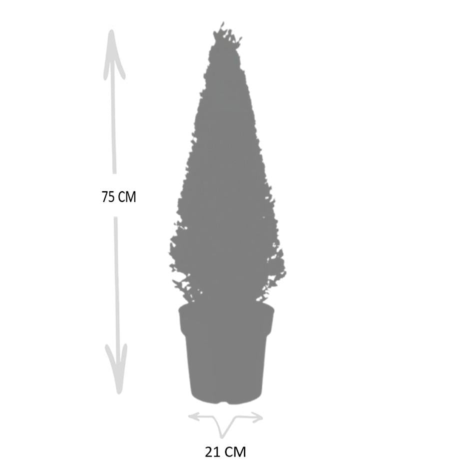 Ilex Crenata Pyramide 55cm | Evergreen Pyramid Topiary | Ø 21cm
