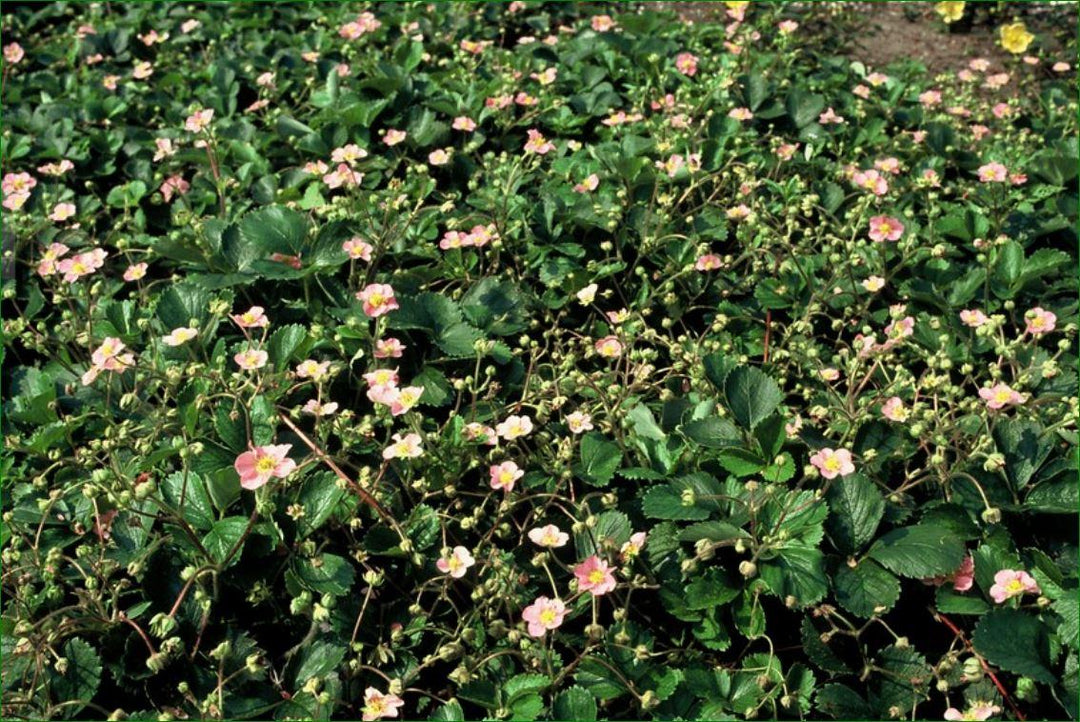 24x Wild Strawberry Plants (Fragaria vesca) - 10-25cm - Ø9cm Pots