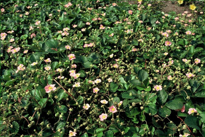 24x Wild Strawberry Plants (Fragaria vesca) - 10-25cm - Ø9cm Pots