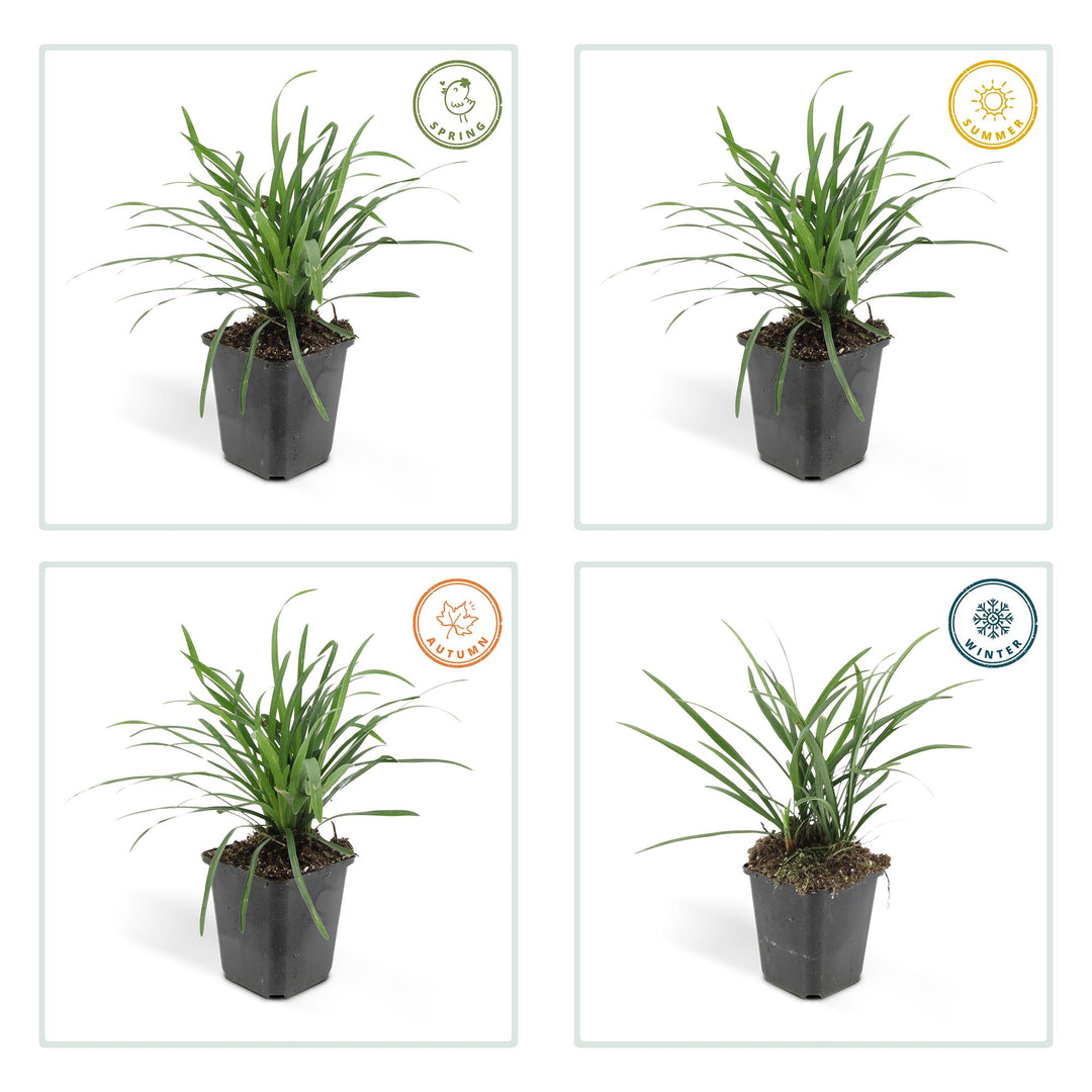 40x Liriope Big Blue - Evergreen Ground Cover - Purple Flowers