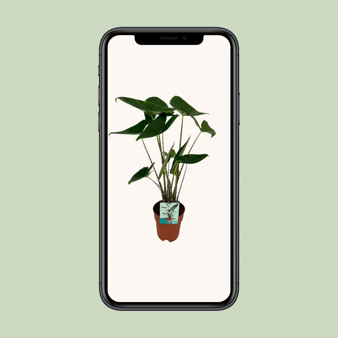 Alocasia Zebrina - Elephant ear - Ø19cm - ↕75cm