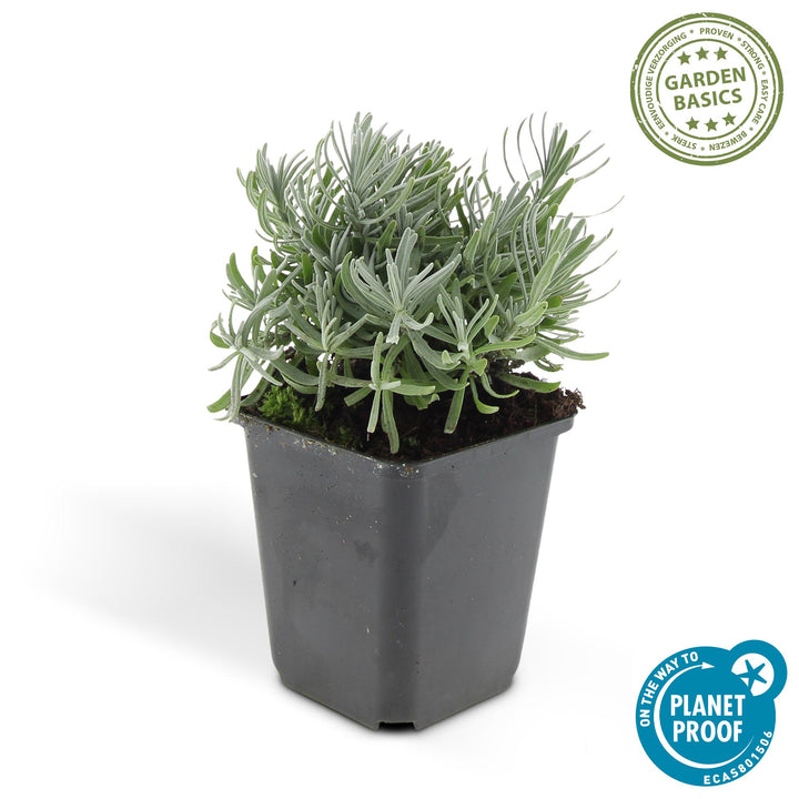 24x Lavandula Hidcote Lavender Plants - 10-25cm Height - 9cm Pot