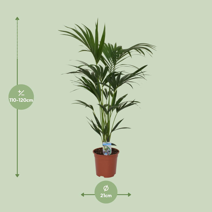 Kentia Palm indoor air purifying plant by Everspring, 120cm tall with lush green fronds