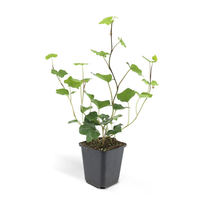 24x Irish Ivy (Hedera Hibernica) - Dark Green Climbing Plant 10-25cm