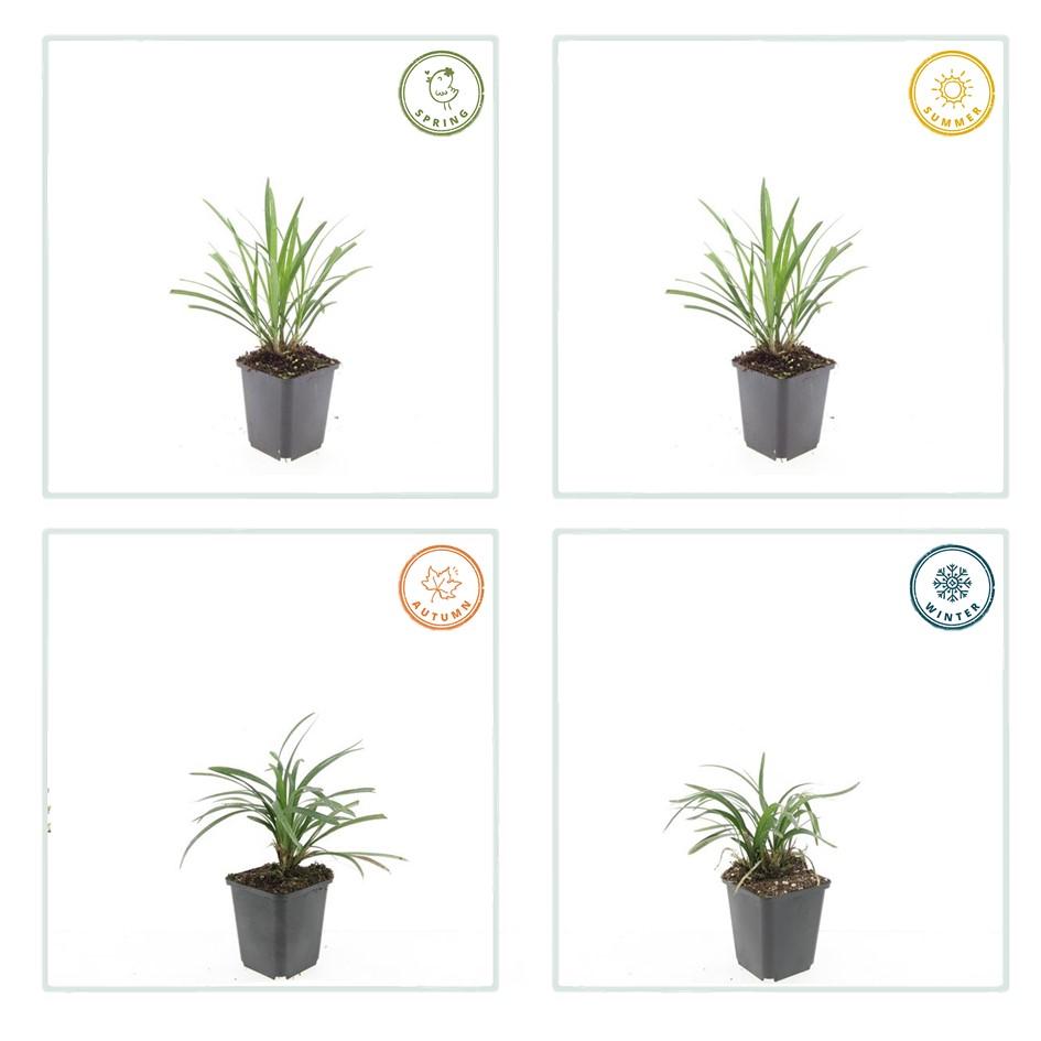 40x Liriope Muscari 'Ingwersen' - Evergreen Groundcover - 10-25cm