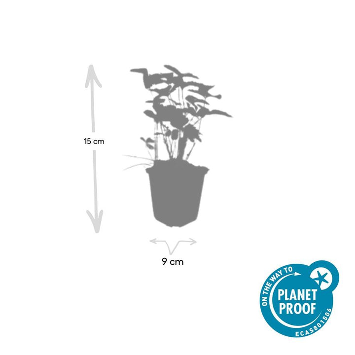 24x Wild Strawberry Plants (Fragaria vesca) - 10-25cm - Ø9cm Pots