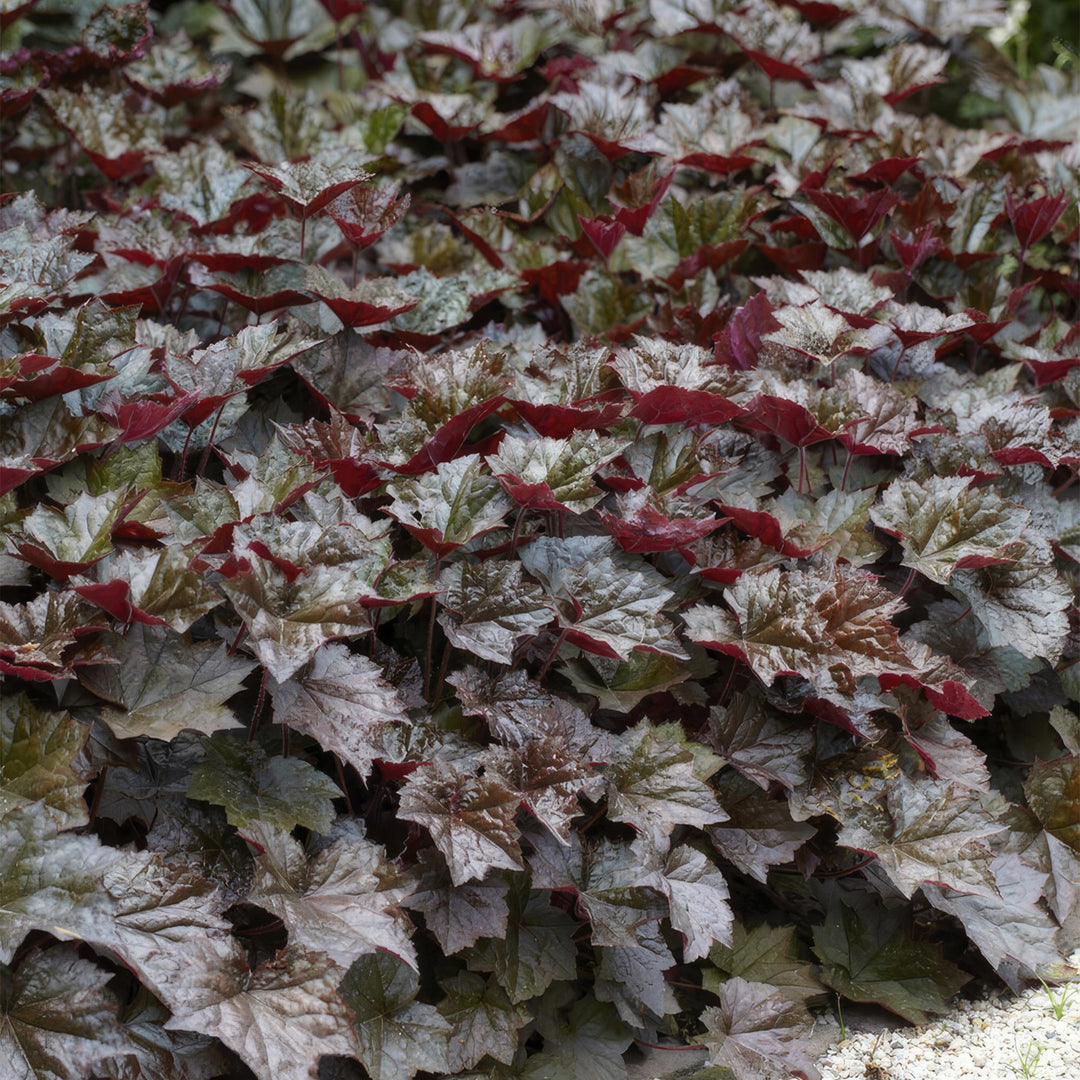 24x Heuchera Palace Purple - Dark Purple Foliage - 10-25cm - 9cm Pots
