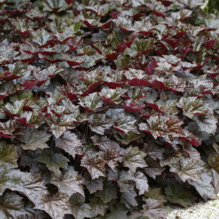24x Heuchera Palace Purple - Dark Purple Foliage - 10-25cm - 9cm Pots
