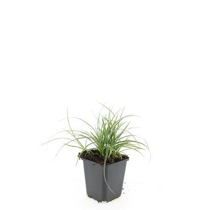 24x Luzula Nivea Snow Grass - Evergreen Silver Foliage - 10-25cm