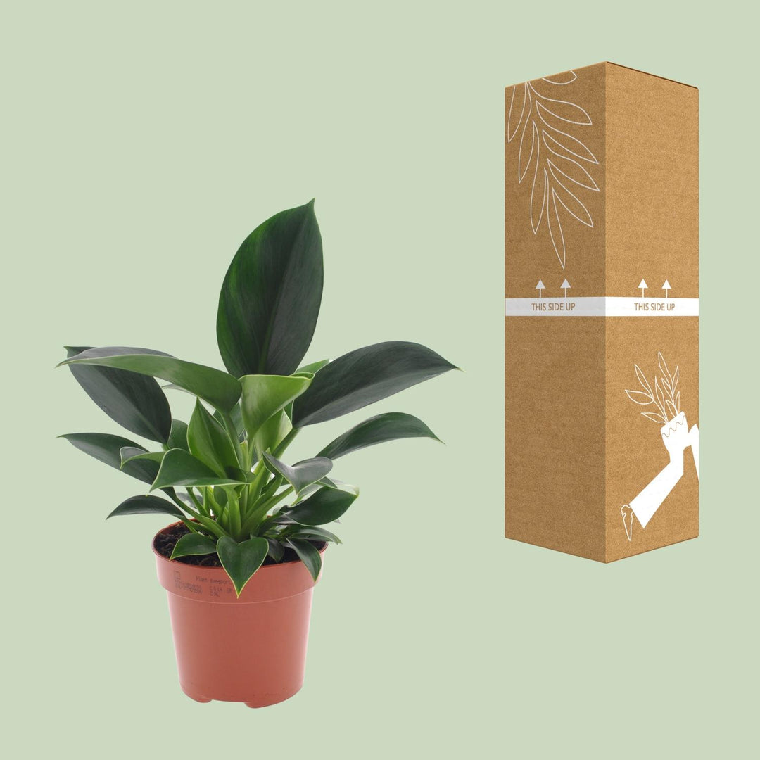 Philodendron Green Princess houseplant in 12cm pot with glossy green foliage, 25cm height, by Everspring