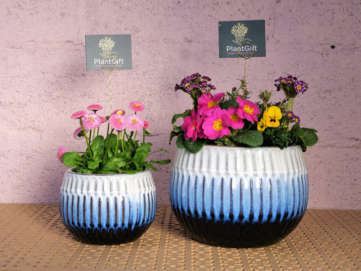 Blue Glazed Ceramic Planter Sphere with Winter Plants - Luna
