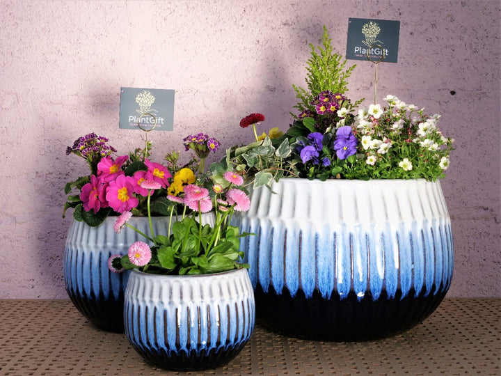 Blue Glazed Ceramic Planter Sphere with Winter Plants - Luna