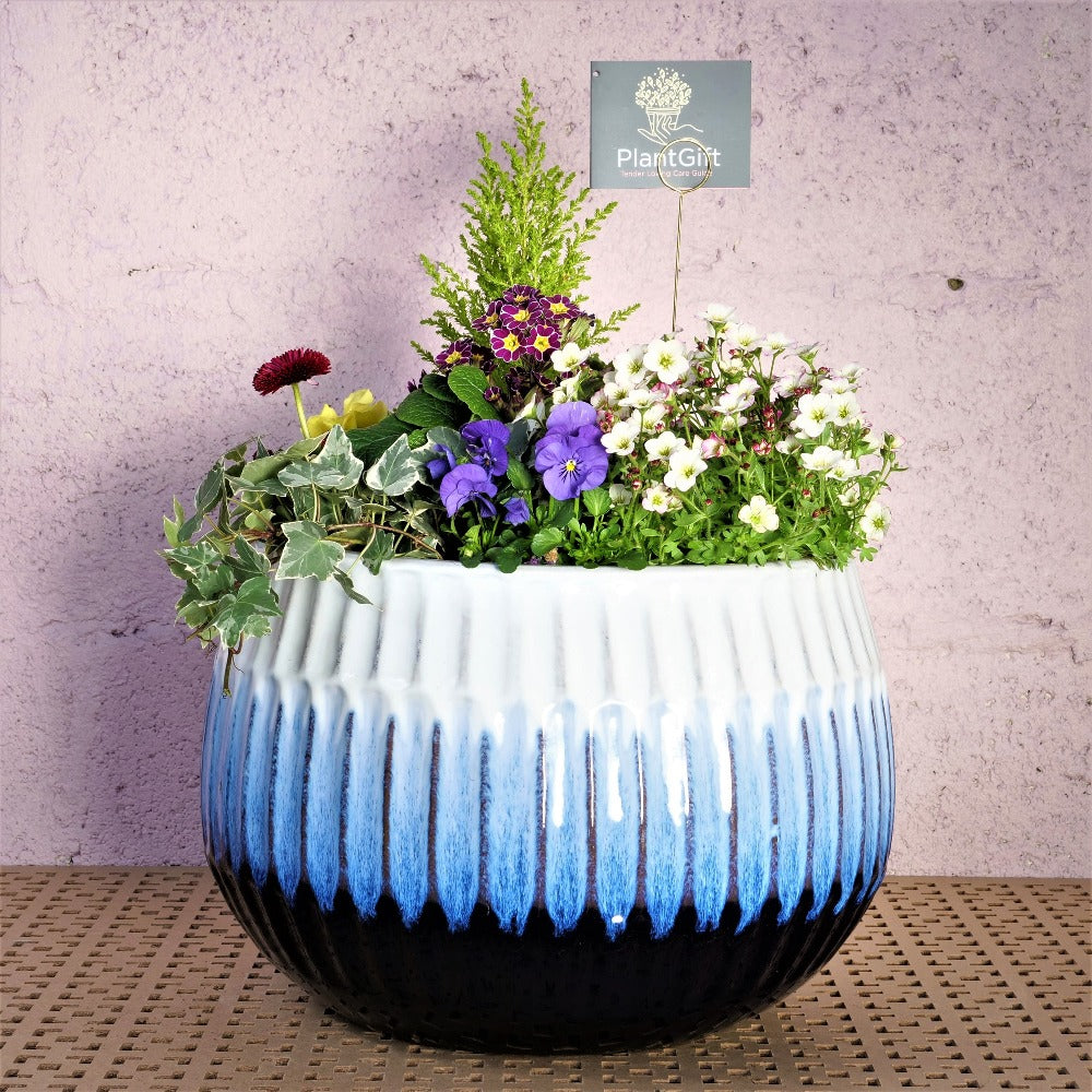 Blue Glazed Ceramic Planter Sphere with Winter Plants - Luna