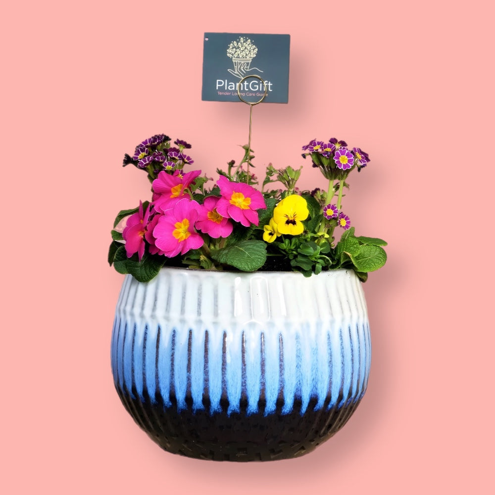 Blue glazed ceramic planter sphere with winter plants, available in small, medium, and large sizes by Plant Gift.