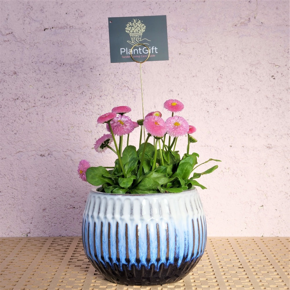 Blue glazed ceramic planter sphere with winter plants, available in small, medium, and large sizes by Plant Gift.
