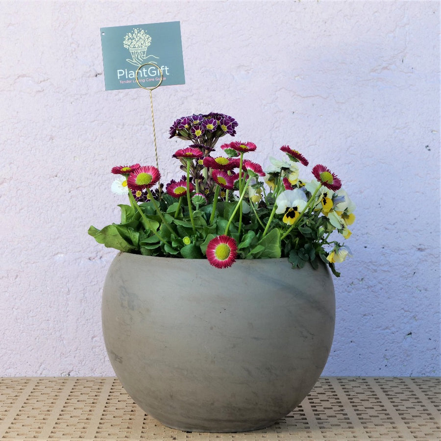 Medium Basalt Clay Luna Sphere with bellis, primula and viola